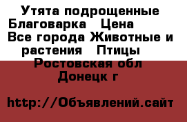 Утята подрощенные Благоварка › Цена ­ 100 - Все города Животные и растения » Птицы   . Ростовская обл.,Донецк г.